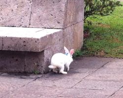 A white rabbit taking his leave