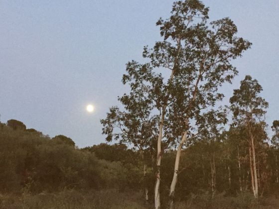 moon rabos 28 August 2015